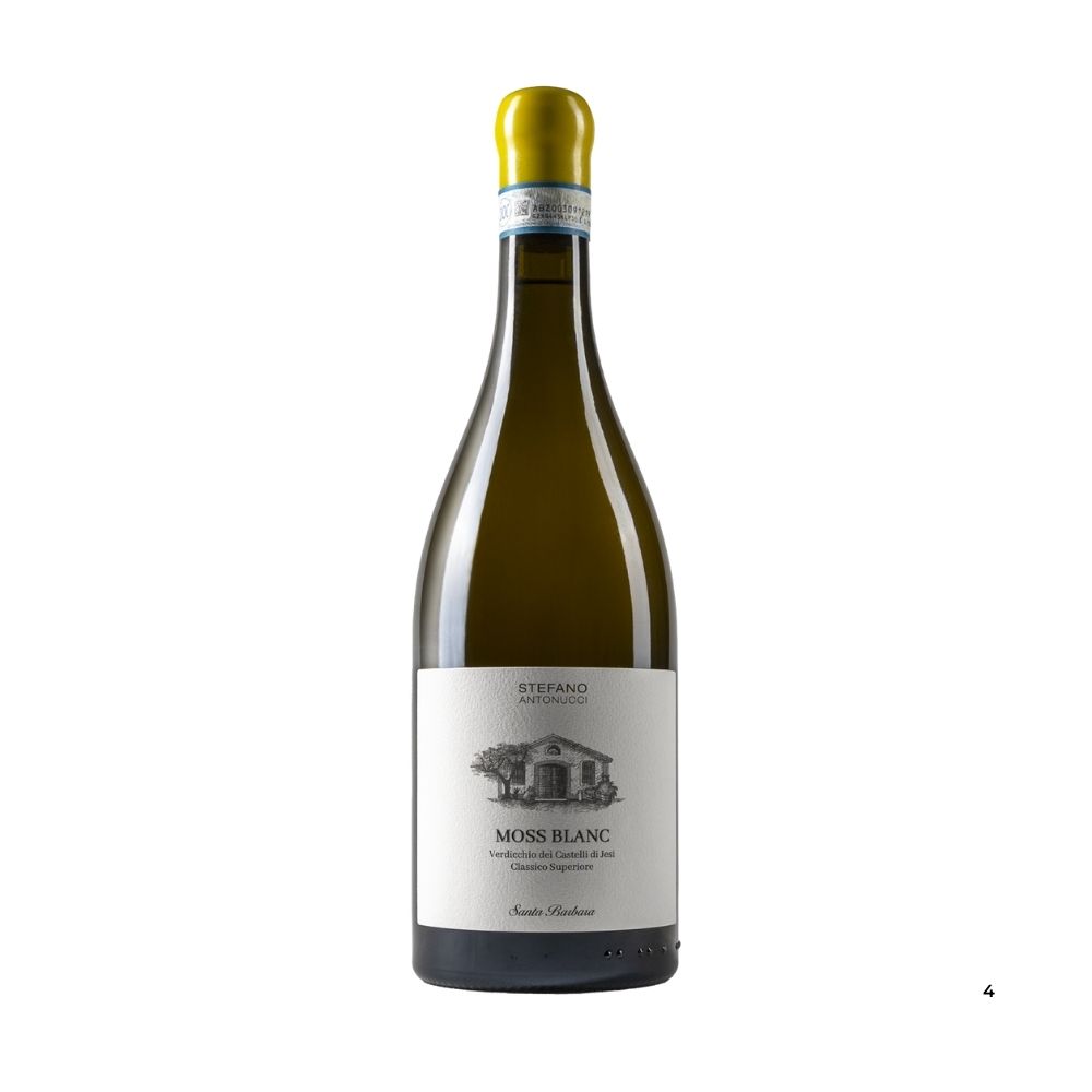 STEFANO ANTONUCCI - MOSS BLANC 2022